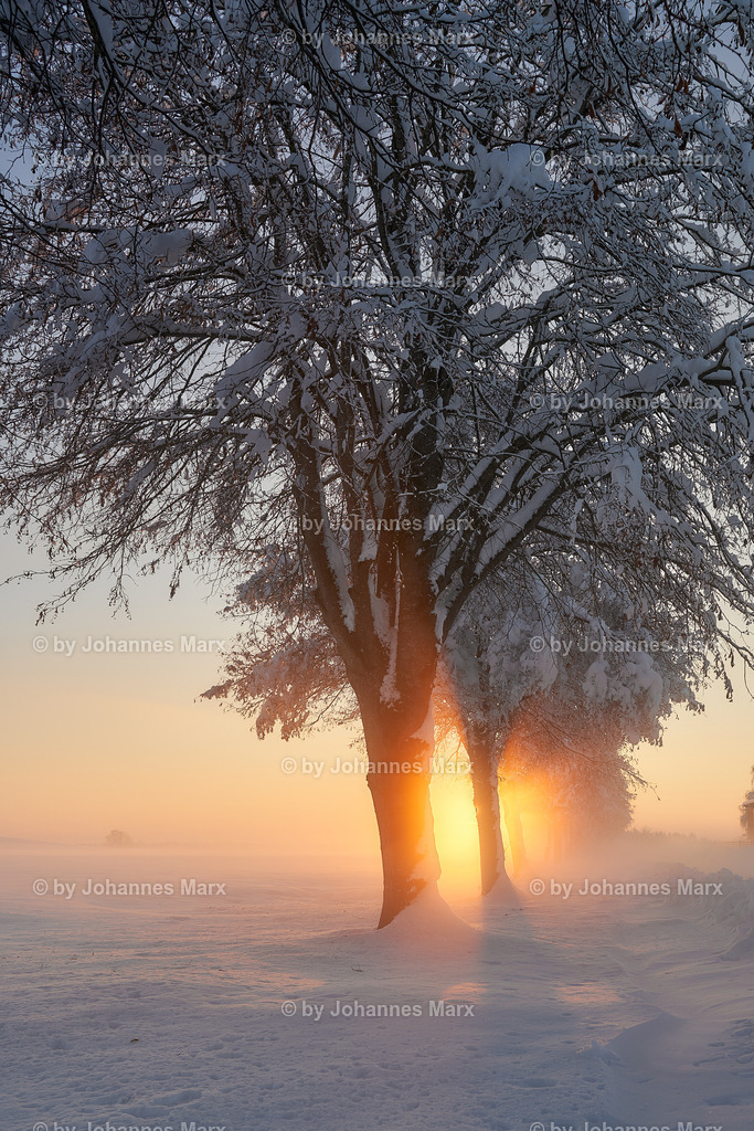 Baumkraft aus dem Nebel | Professionelle Landschaftsfotografie, Inneneinrichtung, Kunst für Ihre Wohnung, Kanzlei, Praxis oder als Geschenk. Aussuchen und einfach liefern lassen. Raumgestaltungsberatung auf Anfrage. - Realisiert mit Pictrs.com