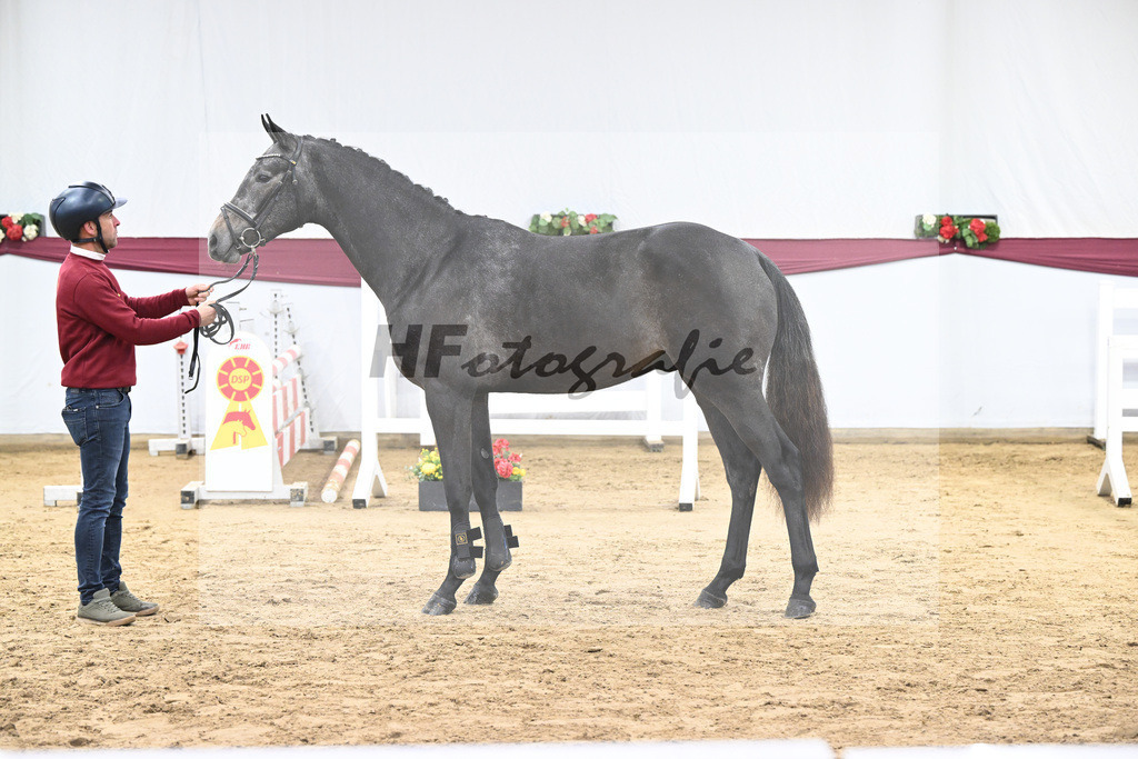 Kat-Nr. 9 Charthago Blue x C-Indoctro_ECS Livestock BV_47253312 | hf-fotografie - Realisiert mit Pictrs.com