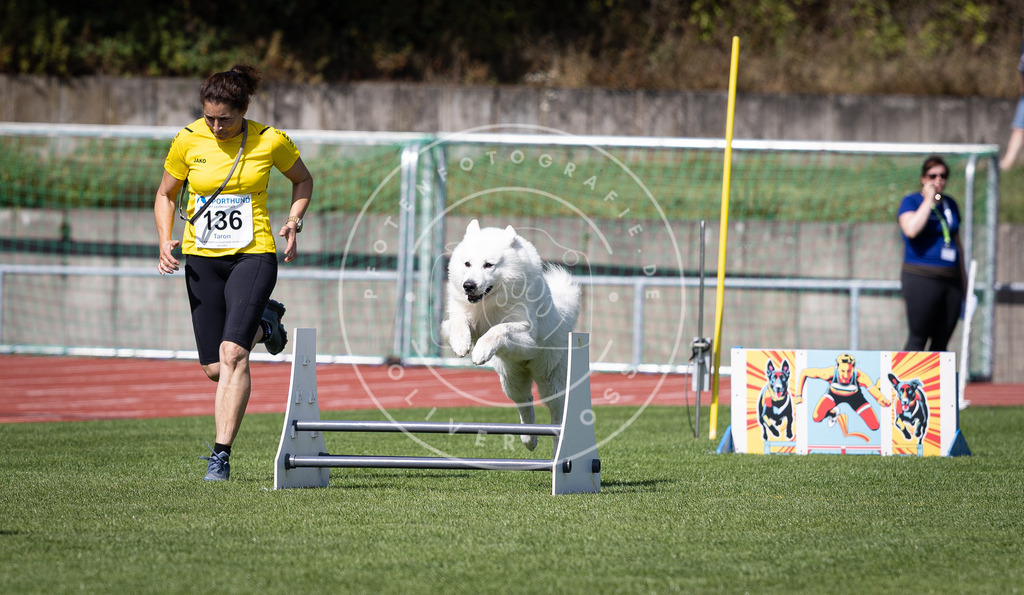 Pfotenfotografie_DV3A8956 | Hundefotografie, Tierfotograf, Pfotenfotografie, Fotoshooting Hund, Hunde Portrait, Hundesport, Hundeportraits, Heideshooting, Hunde, Sportfotograf, Hundefotograf, Turnierhundsport, THS,  - Realisiert mit Pictrs.com