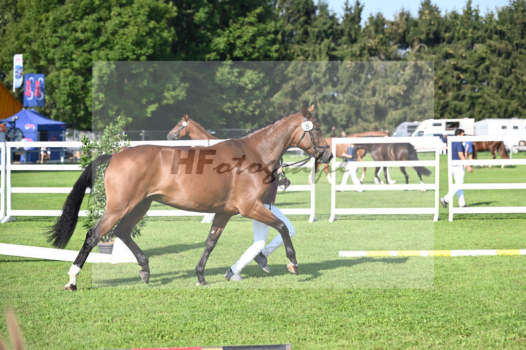 Kat-Nr. 5 nn v. Belissimo M_Krempler_34240049 | hf-fotografie - Realisiert mit Pictrs.com