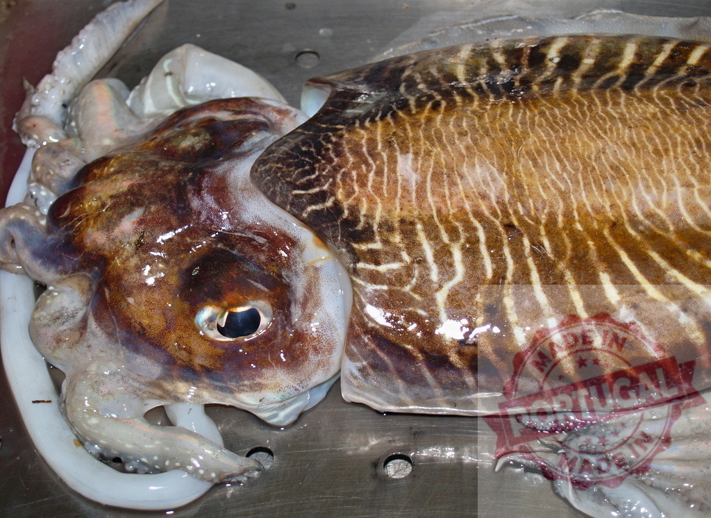Fresh common cuttlefish displaying intricate skin patterns | Fresh common cuttlefish laying on a metal tray, ready for cooking - Realized with Pictrs.com