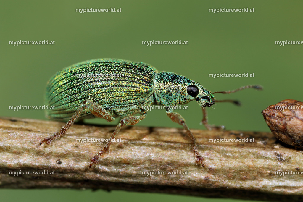 Polydrusus sericius-001 | Das Bilderarchiv über Tiere, Planzen und Landschaften. In der Bilddatenbank finden Sie ein große Auswahl an hochwertigen Bilder für Ihre Werbung - Realisiert mit Pictrs.com