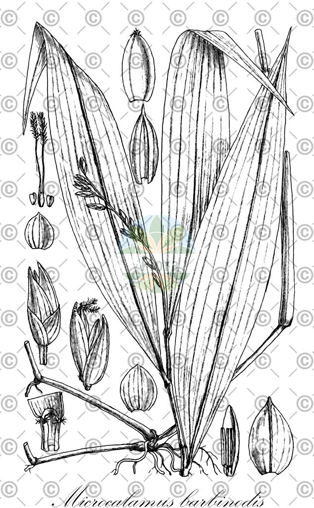 HistAbb_wfo-0000191610_1_ENZY_Simple | Historische Abbildung von Microcalamus barbinodis - Poaceae | Historical Illustration of Microcalamus barbinodis - Poaceae