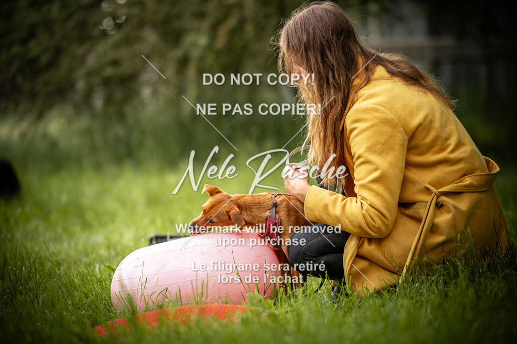 nelerasche_So-earlydog_97 | nelerasche