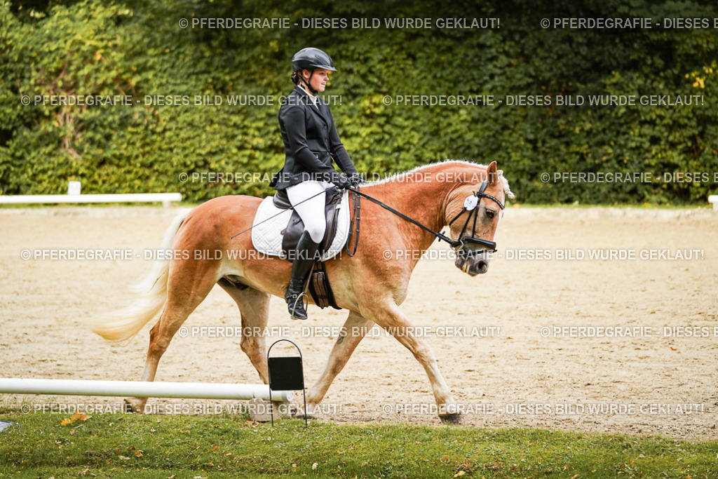 DSC09867 | Pferdegrafie