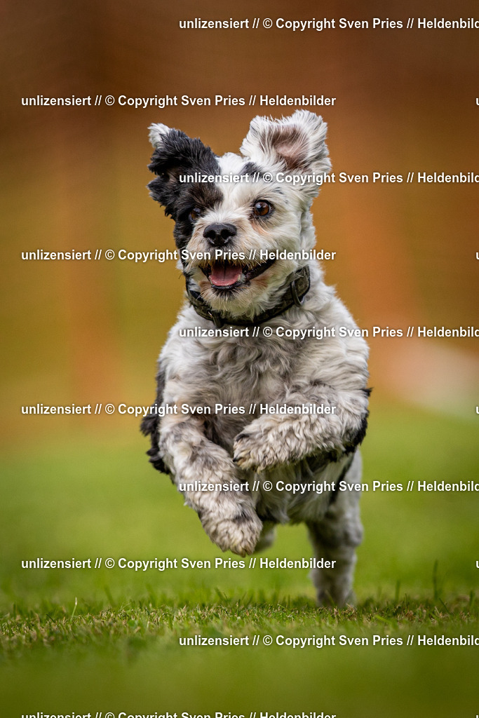 Sven Pries | 2024-09-22 - Hunderennen Baden-BadenPudelverein - Realisiert mit Pictrs.com