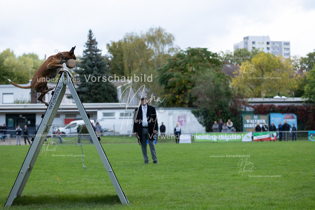 _16A4710 | Einzigartige Fotos von Hunden & Menschen –Actionfotos, Portraits, Vereinsaufnahmen & Paarshootings – authentisch, lebendig & mit Herz.