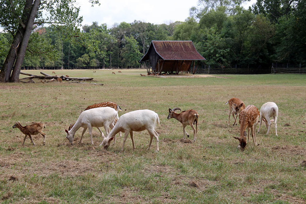 Foto: Leipzig - Wildpark Leipzig | Das Team hinter BILDLEXIKON LEIPZIG bündelt historische wie aktuelle Informationen über die Stadt Leipzig in Text und Bild auf einer Plattform und stellt diese der interessierten Öffentlichkeit zur Verfügung.