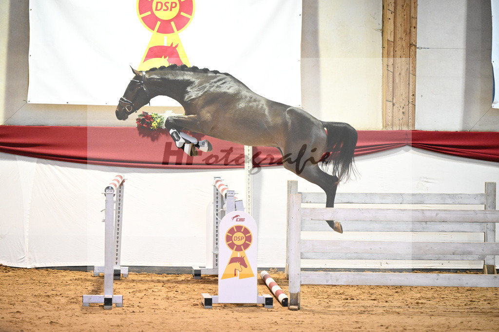 Kat-Nr. 17 Contenaro x Lancerto_Noll_43231105 | hf-fotografie - Realisiert mit Pictrs.com
