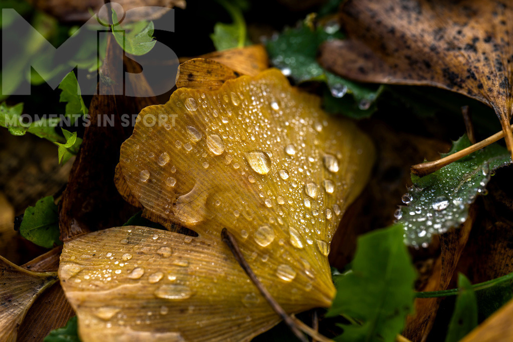 mis310719RF02.JPG | 10.11.2022, Bad Wörishofen im Unterallgäu,  Herbstblätter liegen auf der Wiese im Kurpark, mit Wassertropfen bedeckt. - Realisiert mit Pictrs.com
