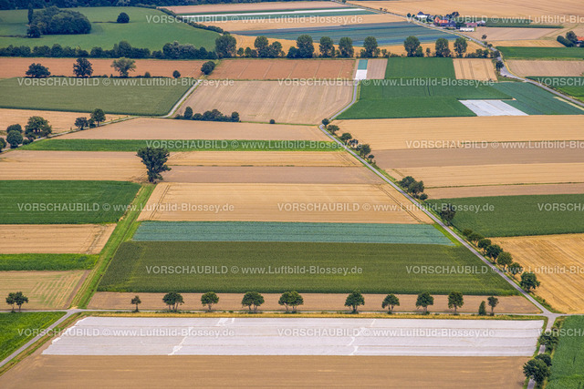 Werl240712289 | Luftbild, Wiesenflächen mit Baumallee, kachelförmige Strukturen Wiesen und Felder, nahe der Adolf-von-Hatzfeld-Straße, Werl, Soester Börde, Nordrhein-Westfalen, Deutschland