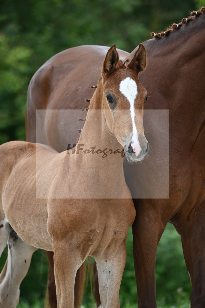 Vivaldos x Belissimo M_HF_Baier_20240232 | hf-fotografie - Realisiert mit Pictrs.com