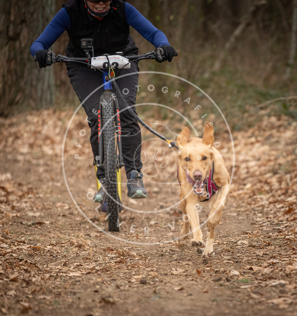 Pfotenfotografie_DV3A7175 | Hundefotografie, Tierfotograf, Pfotenfotografie, Fotoshooting Hund, Hunde Portrait, Hundesport, Hundeportraits, Heideshooting, Hunde, Sportfotograf, Hundefotograf, Turnierhundsport, THS,  - Realisiert mit Pictrs.com