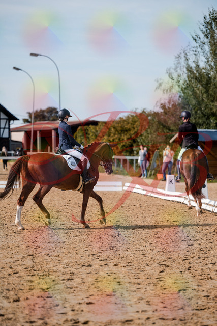 2026_10_03_Siefer-Hof_132845_Z63_90051235 | Professionelle Reitsport-, Turnier- und Eventfotografie von Robert Broda. Galerien mit ausgewählten und bearbeiteten Bildern direkt online ansehen und bestellen.