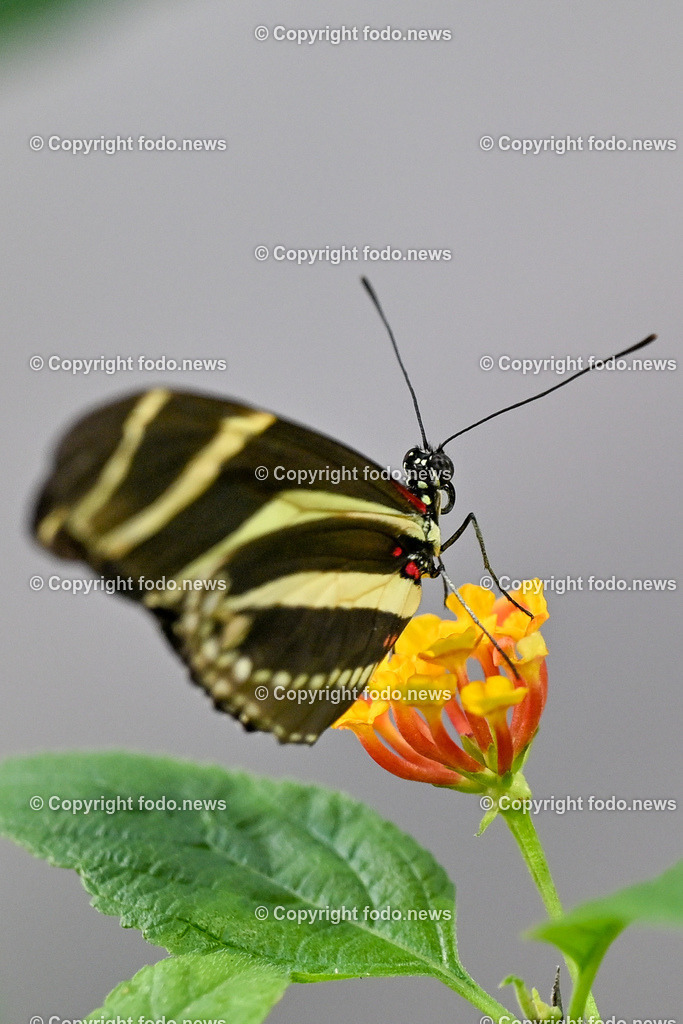 Botanischer Garten Linz_ Schmetterlinge_ Orchideen_ 21.01.2024-66 | 21.01.2024, Botanischer Garten Linz, AUT, Schmetterlinge, im Bild tropische Schmetterlinge, Schmetterling, Falter, Natur, Tiere, Blumen, Pflanzen, Insekten, Butterfly, Tropenhaus