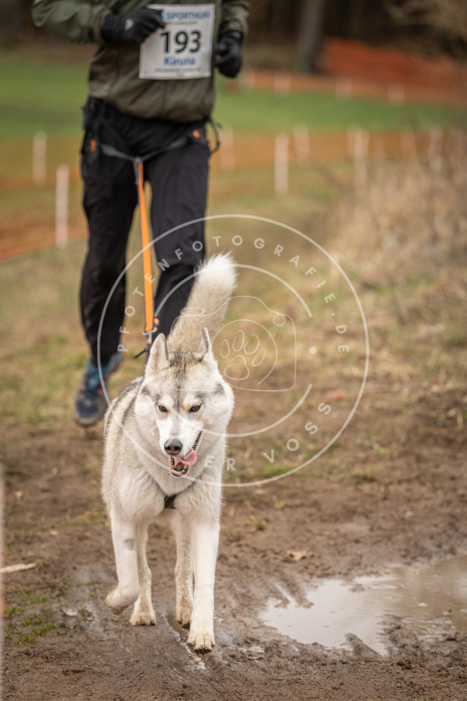 DV3A2740 | Hundefotografie, Tierfotograf, Pfotenfotografie, Fotoshooting Hund, Hunde Portrait, Hundesport, Hundeportraits, Heideshooting, Hunde, Sportfotograf, Hundefotograf, Turnierhundsport, THS,  - Realisiert mit Pictrs.com