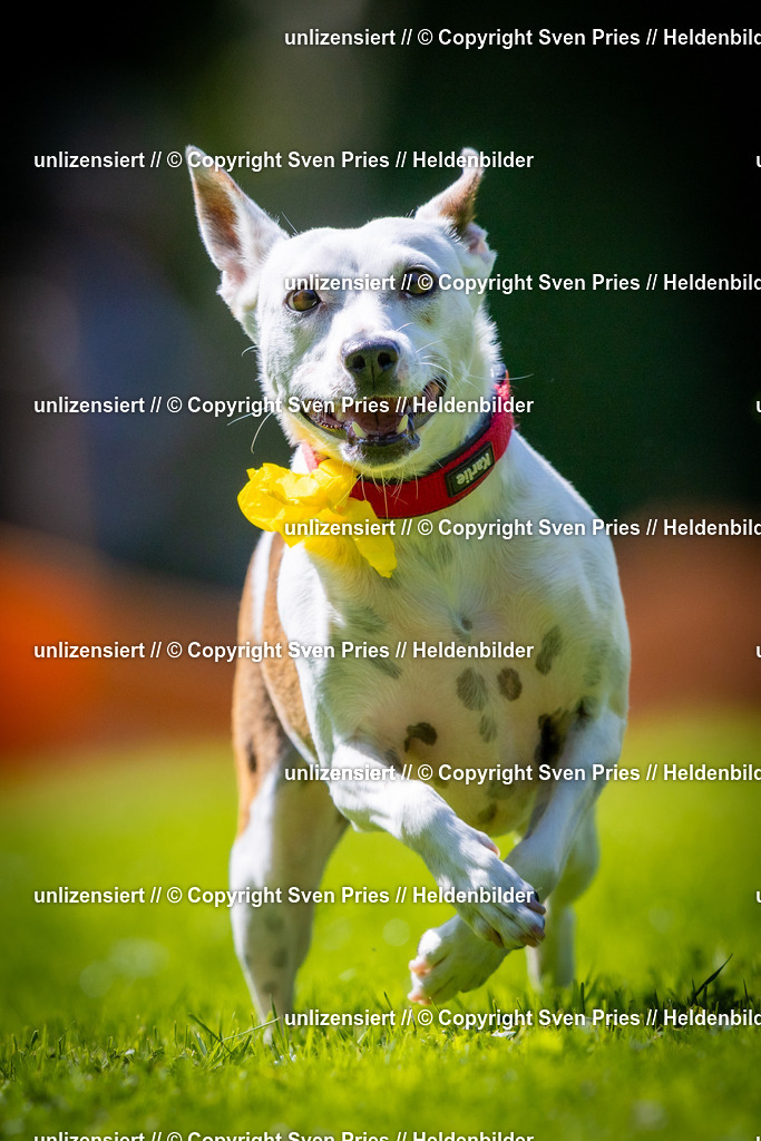 Sven Pries | 2025-08-10 - Hunderennen Durlach - Realisiert mit Pictrs.com