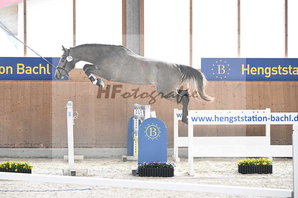 Kat-Nr. 15 Kentucky H v. Charthago Blue_Hoffmeister_5250165 | hf-fotografie - Realisiert mit Pictrs.com