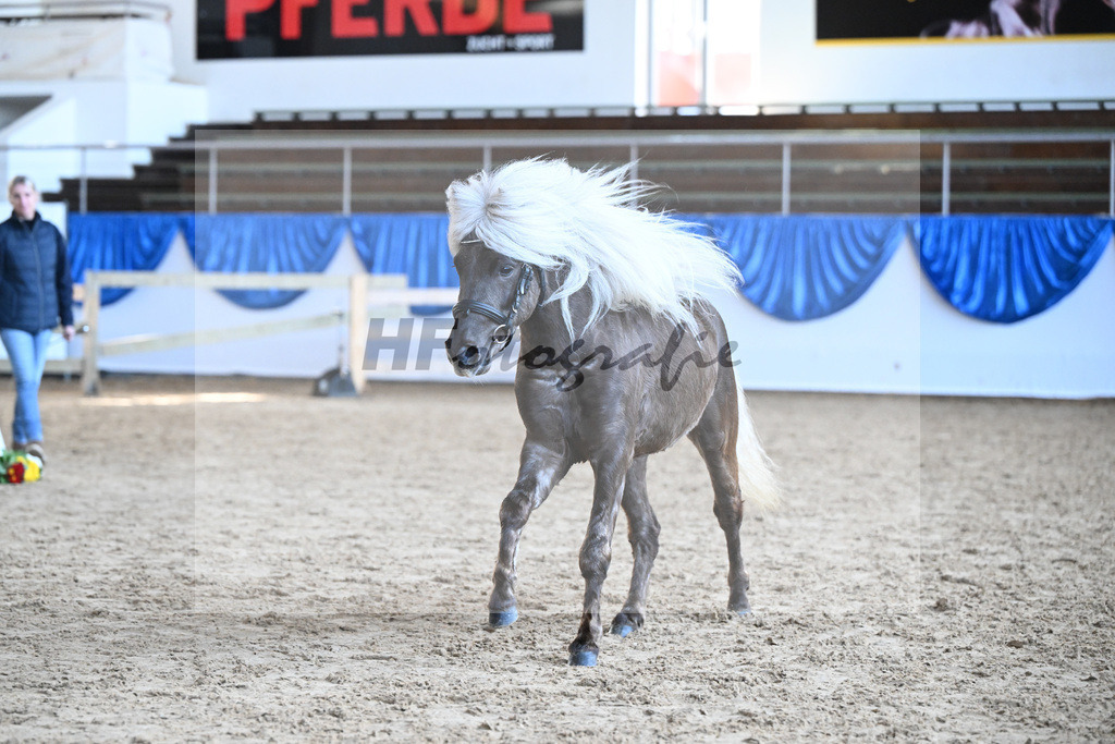 Kat-Nr. 16 Greilingerhofs Jack Sparrow v. Jamy von Krummesse_Herz_9260429 | hf-fotografie - Realisiert mit Pictrs.com