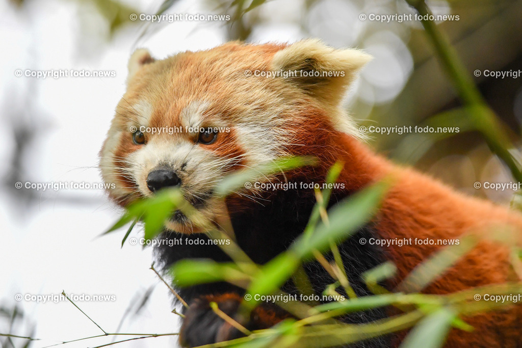 Zoo Linz_ 22.11.2022-41 | 22.11.2022, Zoo Linz, AUT, Schafe, Ziegen, roter Panda, im Bild roter Panda