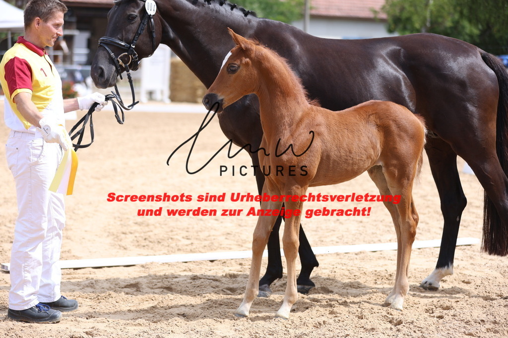 Fohlenschau_Schwäbisch_Hall_dressurbetonte_Fohlen_KN 4_20 | lmwpictures - Realisiert mit Pictrs.com