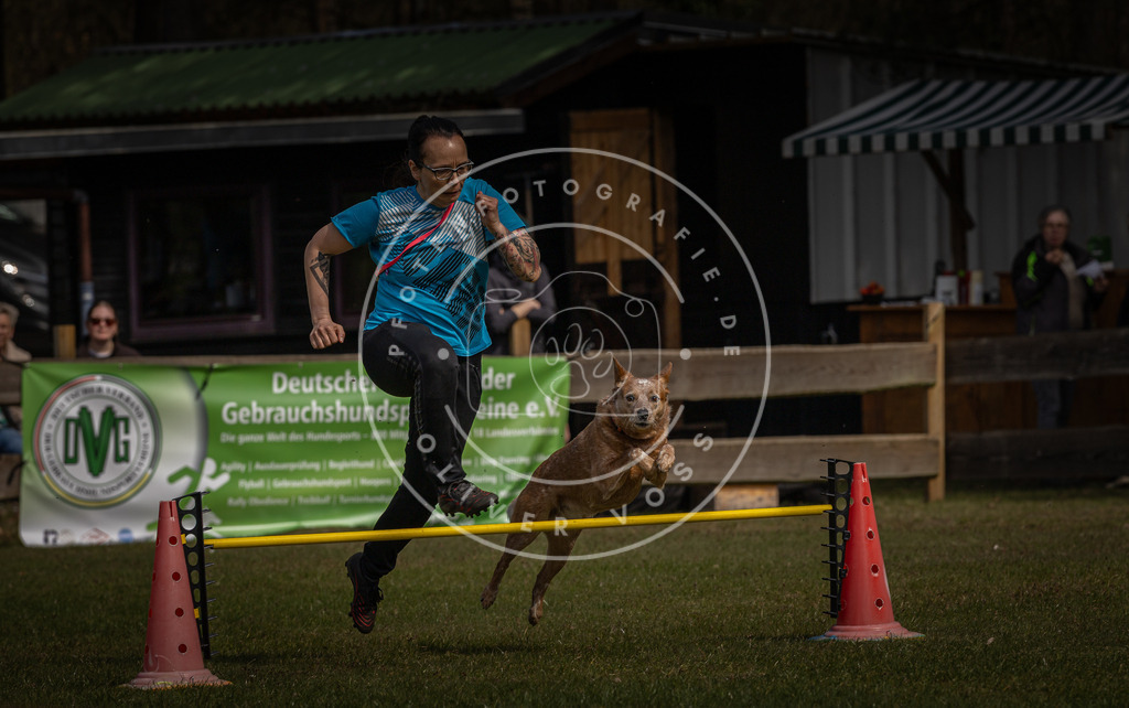 Pfotenfotografie_DV3A3899 | Hundefotografie, Tierfotograf, Pfotenfotografie, Fotoshooting Hund, Hunde Portrait, Hundesport, Hundeportraits, Heideshooting, Hunde, Sportfotograf, Hundefotograf, Turnierhundsport, THS,  - Realisiert mit Pictrs.com