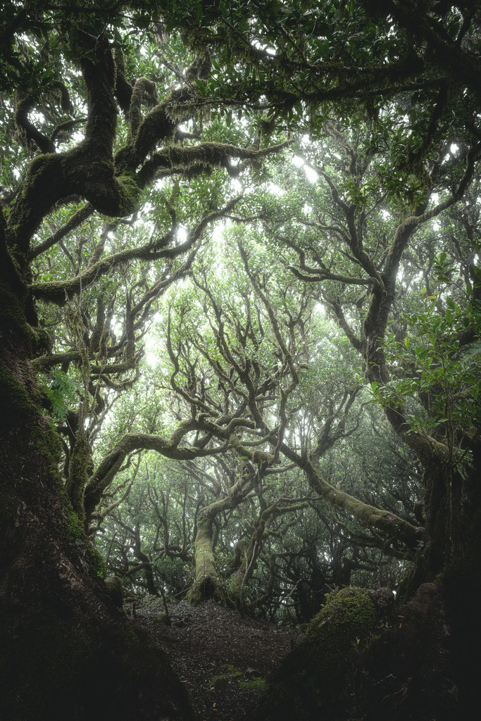 Fanal Lorbeerwald | Wandbilder - Florian Läufer - Realisiert mit Pictrs.com