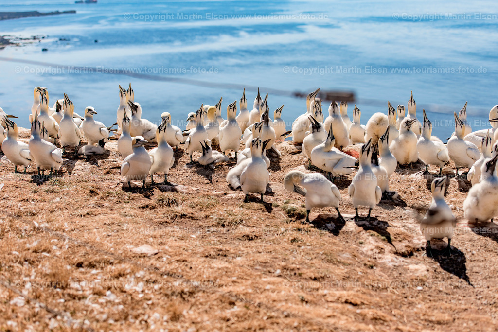 Helgoland Bastölpel_ELS_8002030818 | Helgoland - Aufnahmedatum: 03.08.2018, Aufnahmehöhe:  m, Koordinaten:  - , Bildgröße: 7854 x  5236 Pixel - Copyright 2018 by Martin Elsen, Kontakt: Tel.: +49 157 74581206, E-Mail: info@schoenes-foto.deSchlagwörter:Schleswig-Holstein,Landkreis Pinneberg,Düne,Hochseeinsel,Börteboote,Meer,Küste,Halunder,Oberland,Unterland,Strand,Seehunde,Robben,Lange Anna,Felsen,Roter Felsen,Luftbild,Luftbilder,Bastölpel - Realisiert mit Pictrs.com
