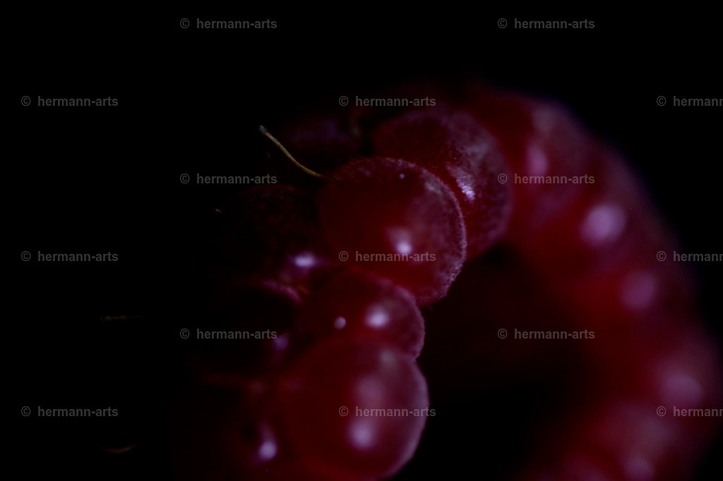 Fruits-Art-005 | Photo Foto Kunst Art schwarzweiss Bilder Rheine Münster Berlin Blumen 