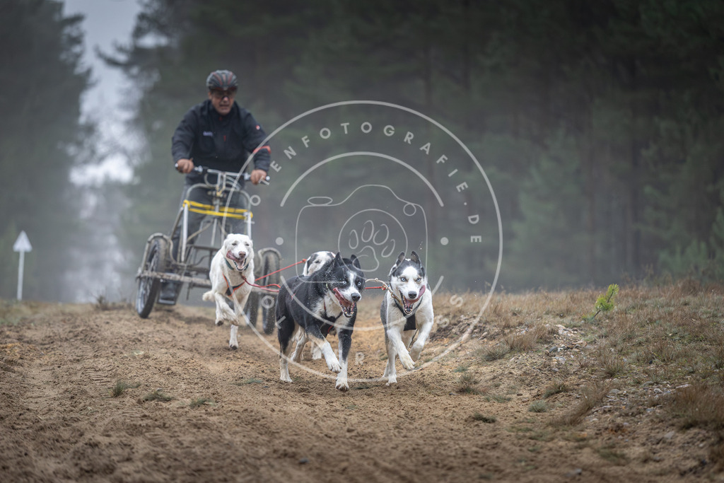 Pfotenfotografie_DV3A0525 | Hundefotografie, Tierfotograf, Pfotenfotografie, Fotoshooting Hund, Hunde Portrait, Hundesport, Hundeportraits, Heideshooting, Hunde, Sportfotograf, Hundefotograf, Turnierhundsport, THS,  - Realisiert mit Pictrs.com