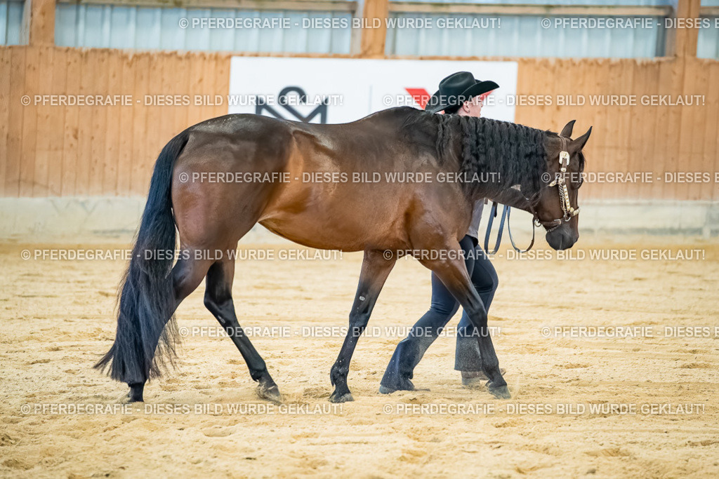 DSC09837 | Pferdegrafie