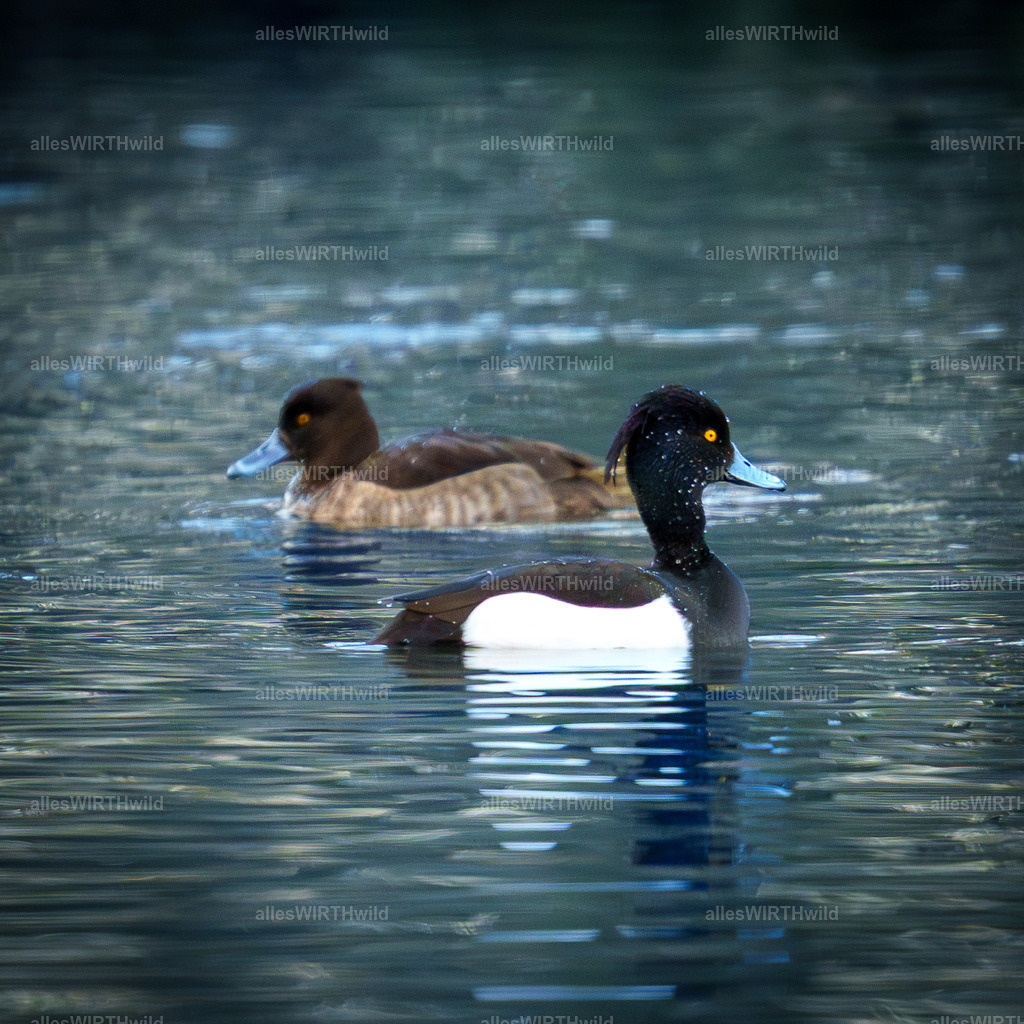 Daniel Wirth - www.allesWIRTHwild.de -7IV03912-Verbessert-RR | Entdecke die faszinierende Welt der Natur- und Wildlife-Fotografie von Daniel und Bärbel. Inspirierende Bilder von wilden Tieren und kleinen Naturwundern.