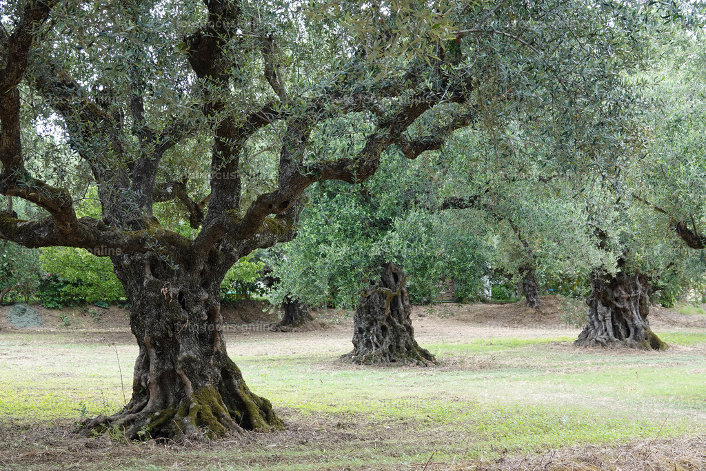 Olives | foto-focus-online