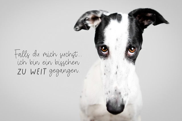 Patch geht zu weit! | "Falls du mich suchst... ich bin ein bisschen zu weit gegangen!" Wer könnte einem bei diesem Unschuldslammblick nicht verzeihen, wenn man ein bisschen zu weit gegangen ist?