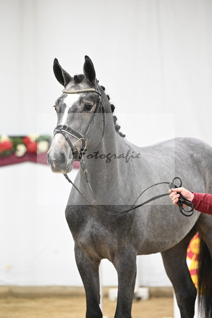 Kat-Nr. 96 Mylord Carthago x Heartbreaker_Daniel Dassler_47253135 | hf-fotografie - Realisiert mit Pictrs.com