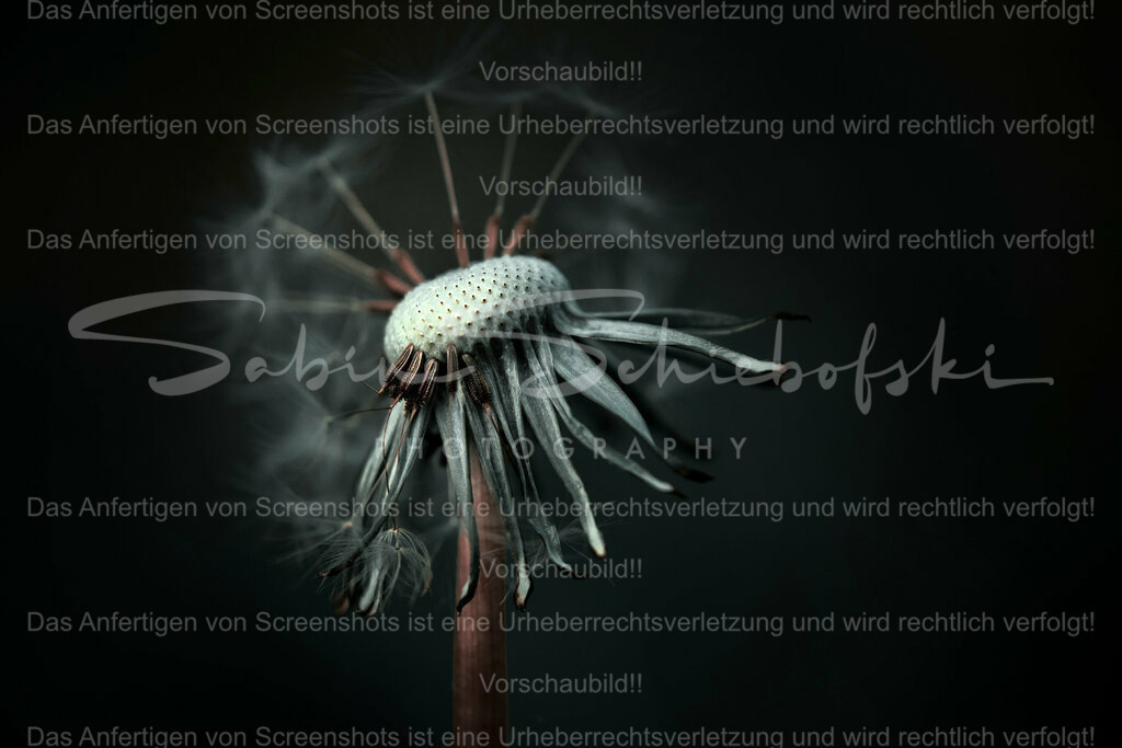 Wandbild Pusteblume "dark" | People- und Tierfotografie, Imageaufnahmen, Veranstaltungsfotografie und Wandbilder aus der Natur ★ Made in Germany ✔️ Druck + Downloads ✔️ Naturfotografie in Top Qualität ★ schneller Versand, weltweite Lieferung! - Realisiert mit Pictrs.com