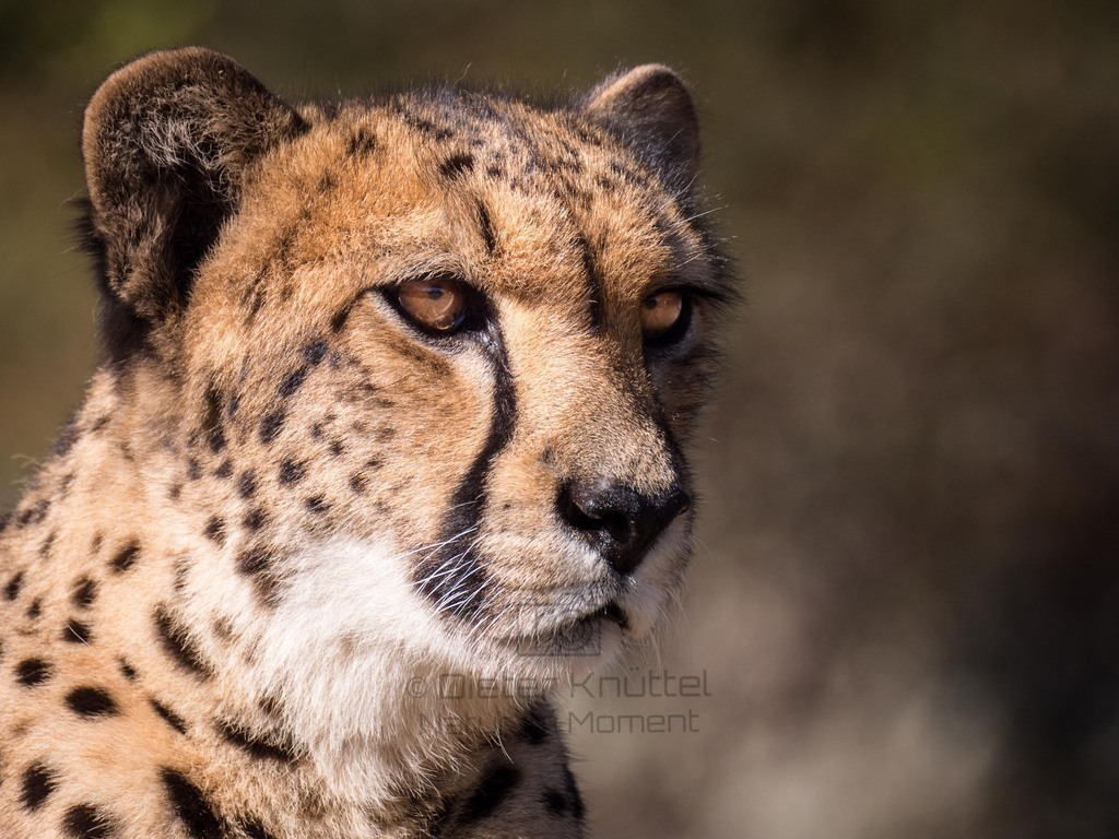 Gepard in Süd-Afrika | Ein Gepard beobachtet die Umgebung, Süd-Afrika
  - Realisiert mit Pictrs.com