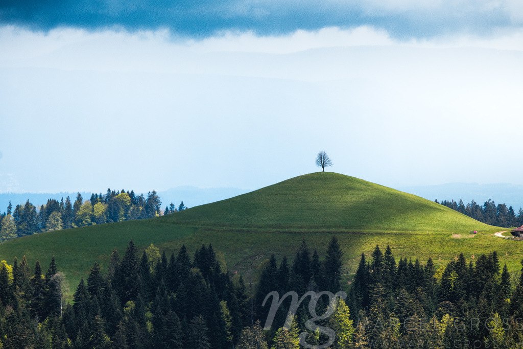 solitary tree on a hill in Emmental on a cloudy spring day | Die ideale Geschenkidee für Naturliebhaber. Naturbilder von Marcel Gross Photography für ihr Zuhause in den verschiedensten Formaten und Materialien. - Realisiert mit Pictrs.com