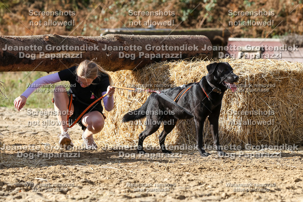 Dog Paparazzi - Strongdog 10-25-4924 | Dog Paparazzi Jeanette Grottendiek Fotografie & Videografie