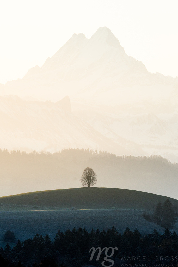 silhouette of a lonely tilia tree on a Emmental hill in front of the magic Schreckhorn | Die ideale Geschenkidee für Naturliebhaber. Naturbilder von Marcel Gross Photography für ihr Zuhause in den verschiedensten Formaten und Materialien. - Realisiert mit Pictrs.com