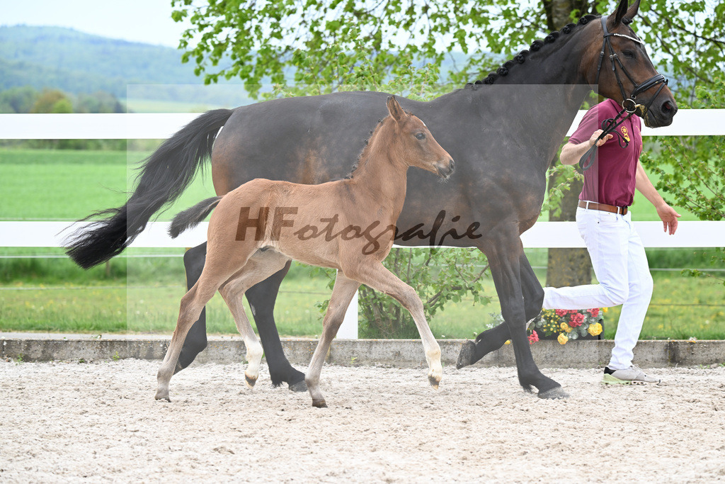 Kat-Nr. 25 HF La Paix x Jovian_Schepper_23261029 | hf-fotografie - Realisiert mit Pictrs.com