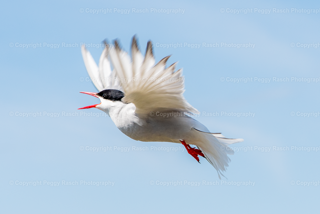 Küstenseeschwalbe | Küstenseeschwalbe - Realisiert mit Pictrs.com