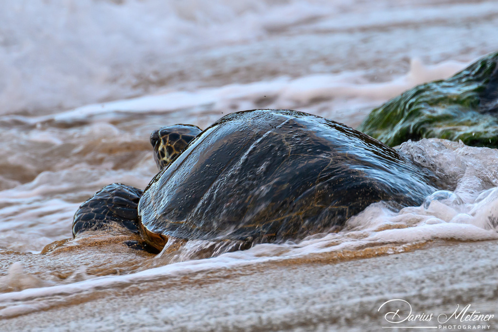 DSC_8305 | Fotografien, Fotos und Bilder aus Mainz, Frankfurt, Wiesbaden und anderen Orten auf der Welt - Fotografiert von Darius Metzner