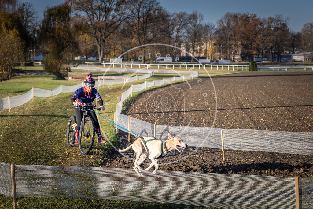 CaniXpix_DV3A1632 | Hundefotografie, Tierfotograf, Pfotenfotografie, Fotoshooting Hund, Hunde Portrait, Hundesport, Hundeportraits, Heideshooting, Hunde, Sportfotograf, Hundefotograf, Turnierhundsport, THS,  - Realisiert mit Pictrs.com