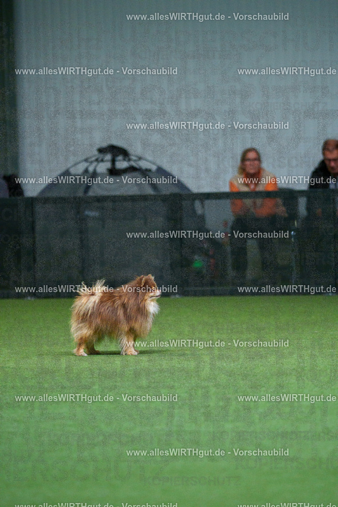 7R501836 | Professionelle Tierfotografie in Mönchengladbach von Daniel Wirth (allesWIRTHgut). Liebevolle & natürliche Bilder von Hunden & Katzen für unvergessliche Erinnerungen.