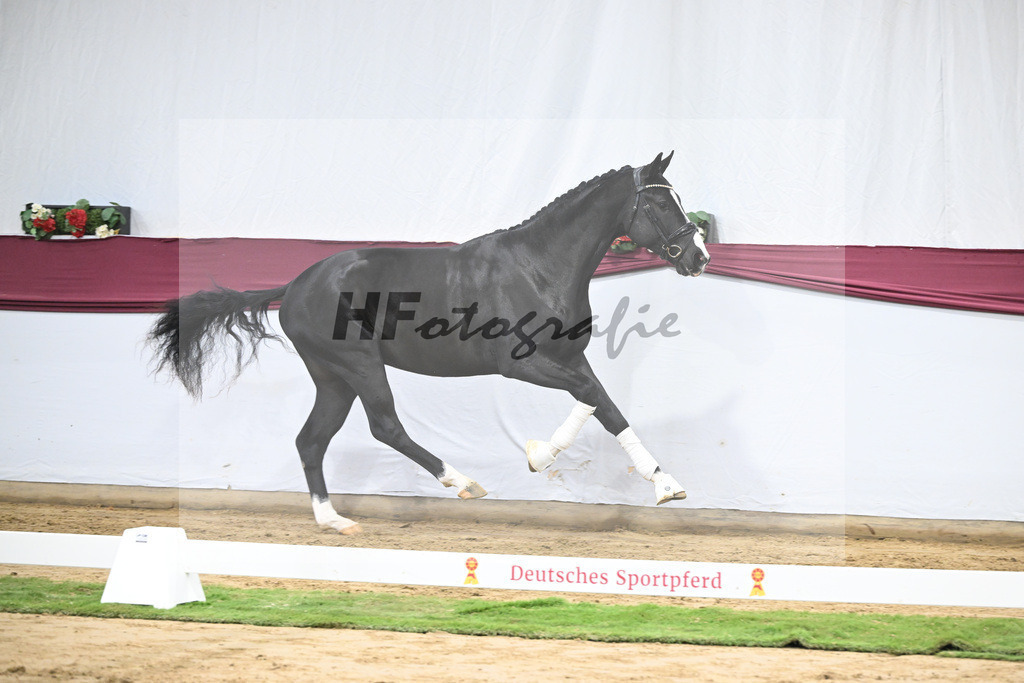 Kat-Nr. 60 Ellis x Desperados_Matthias Schlamminger_47252250 | hf-fotografie - Realisiert mit Pictrs.com