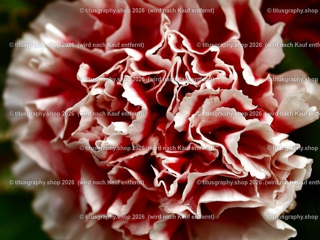 -02 | OLYMPUS DIGITAL CAMERA - Realisiert mit Pictrs.com