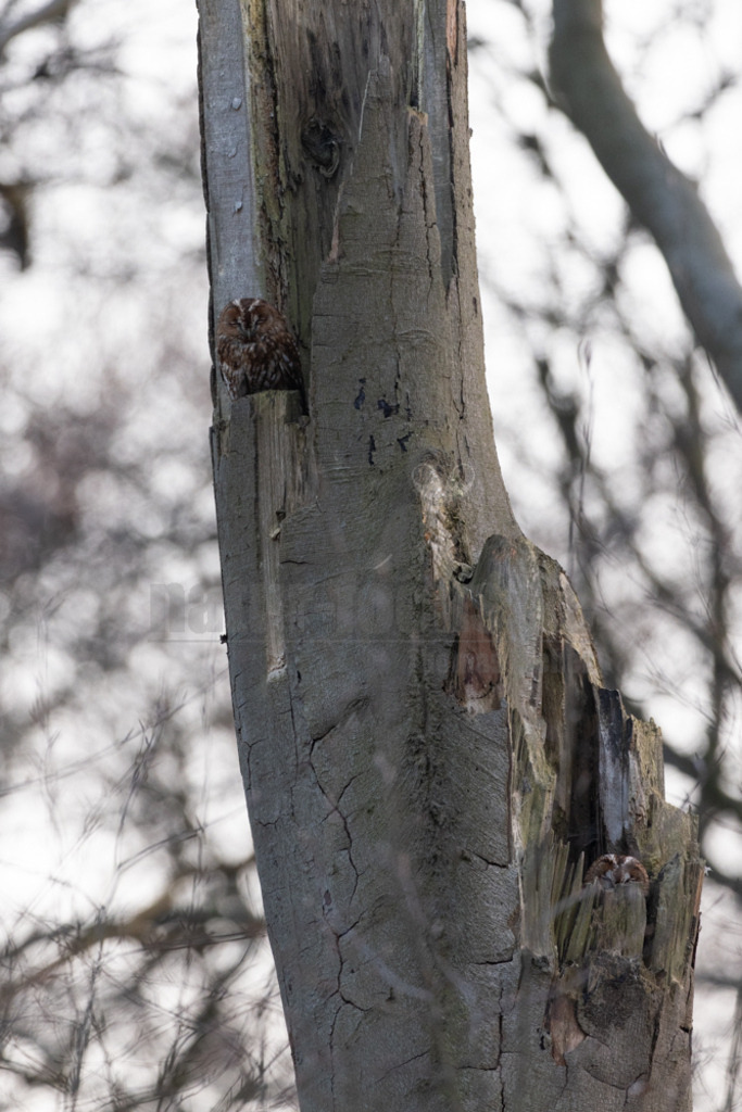 R5NF9797-20230417 | Der Ruf dieser Eulenart ist unverkennbar. Vor allem zur Balzzeit im Herbst und Spätwinter hören wir den unheimlich anmutenden Gesang der Waldkauzmännchen (Strix aluco). Dank seines dichten und samtartigen Gefieders und seiner kammartigen Flügelspitzen kann er nahezu lautlos auf Jagd gehen. Immer auf der Suche nach seiner bevorzugten Beute – Mäusen. - Realisiert mit Pictrs.com