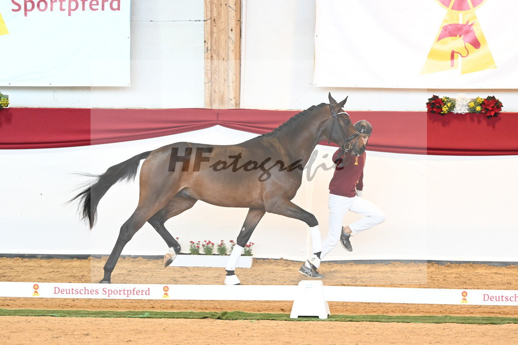 Kat-Nr. 6 Bon Joker x Fuerst Fohlenhof_Koch_43230133 | hf-fotografie - Realisiert mit Pictrs.com