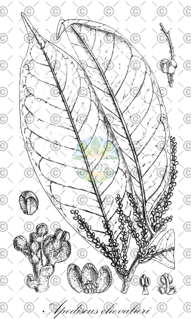 HistAbb_wfo-0000760902_1_ENZY_Simple | Historische Abbildung von Apodiscus chevalieri - Phyllanthaceae | Historical Illustration of Apodiscus chevalieri - Phyllanthaceae